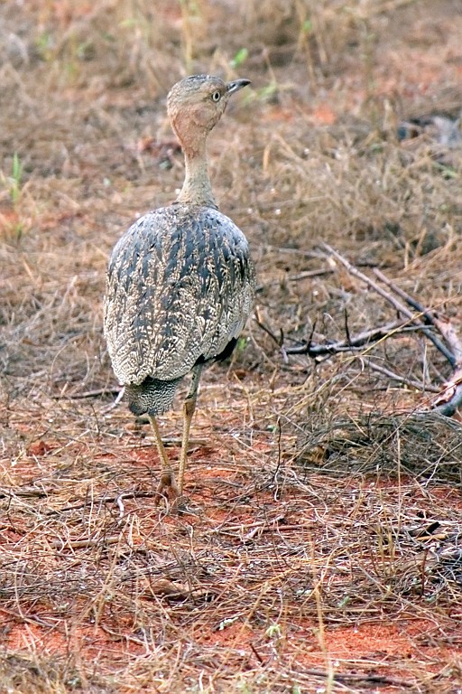 Kenia (407).jpg